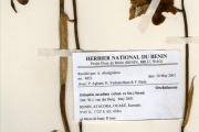 <strong>Orchidaceae - Eulophia - Eulophia cucullata (Afzel. ex Sw.) Steud.</strong><br />© hnb