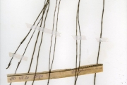 <strong>Scrophulariaceae - Striga - Striga asiatica (L.) Kuntze</strong><br />© hnb