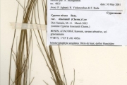<strong>Cyperaceae - Cyperus - Cyperus niveus Retz. var. tisserantii (Cherm.) Lye</strong><br />© hnb