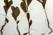 <strong>Malvaceae - Cienfuegosia - Cienfuegosia heteroclada Sprague</strong><br />© hnb