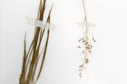 <strong>Poaceae - Sporobolus - Sporobolus subulatus Hack.</strong><br />© hnb