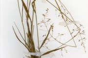<strong>Poaceae - Sporobolus - Sporobolus subulatus Hack.</strong><br />© hnb