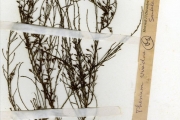 <strong>Santalaceae - Thesium - Thesium viride A.W.Hill</strong><br />© hnb