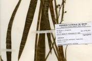 <strong>Anthericaceae - Anthericum - Anthericum limosum Baker</strong><br />© hnb