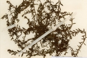 <strong>Haloragaceae - Laurembergia - Laurembergia tetrandra (Schott ex Spreng.) Kanitz</strong><br />© hnb