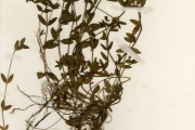 <strong>Rubiaceae - Oldenlandia - Oldenlandia goreensis (DC.) Summerh.</strong><br />© hnb