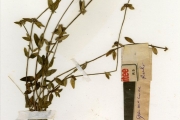 <strong>Rubiaceae - Oldenlandia - Oldenlandia goreensis (DC.) Summerh.</strong><br />© hnb