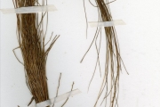 <strong>Poaceae - Rhytachne - Rhytachne rottboellioides Desv.</strong><br />© hnb