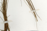 <strong>Poaceae - Rhytachne - Rhytachne rottboellioides Desv.</strong><br />© hnb