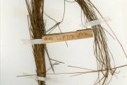 <strong>Poaceae - Rhytachne - Rhytachne rottboellioides Desv.</strong><br />© hnb