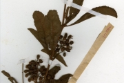 <strong>Vitaceae - Cyphostemma - Cyphostemma crotalarioides (Planch.) Desc. ex Willd. & Drumm.</strong><br />© hnb