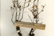 <strong>Asteraceae - Lactuca - Launaea nudicaulis (L.) Hook.f.</strong><br />© hnb