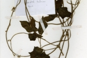 <strong>Leguminosae-Papilionoideae - Vigna - Vigna frutescens A.Rich.</strong><br />© hnb