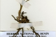 <strong>Anthericaceae - Chlorophytum - Chlorophytum affine Baker</strong><br />© hnb