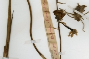 <strong>Orchidaceae - Eulophia - Eulophia cucullata (Afzel. ex Sw.) Steud.</strong><br />© hnb