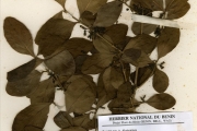 <strong>Loganiaceae - Strychnos - Strychnos innocua Delile</strong><br />© hnb