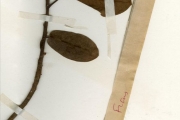 <strong>Moraceae - Ficus - Ficus glumosa Delile</strong><br />© hnb