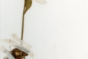 <strong>Moraceae - Dorstenia - Dorstenia cuspidata Hochst. ex A.Rich. var. cuspidata</strong><br />© hnb
