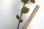 <strong>Tiliaceae - Grewia - Grewia cissoides Hutch. & Dalziel</strong><br />© hnb