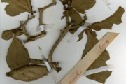<strong>Rubiaceae - Gardenia - Gardenia ternifolia Schumach. & Thonn.</strong><br />© hnb