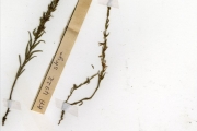 <strong>Scrophulariaceae - Striga - Striga aspera (Willd.) Benth.</strong><br />© hnb
