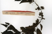 <strong>Rubiaceae - Keetia - Keetia mannii (Hiern) Bridson</strong><br />© hnb