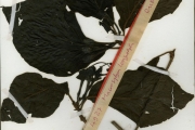 <strong>Rubiaceae - Macrosphyra - Macrosphyra longistyla (DC.) Hiern</strong><br />© hnb
