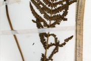 <strong>Thelypteridaceae - Cyclosorus - Cyclosorus striatus (Schum.) Ching</strong><br />© hnb