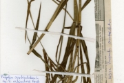 <strong>Poaceae - Paspalum - Paspalum scrobiculatum L.</strong><br />© hnb