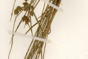<strong>Cyperaceae - Cyperus - Cyperus polystachyos Rottb.</strong><br />© hnb
