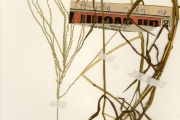 <strong>Poaceae - Digitaria - Digitaria debilis (Desf.) Willd.</strong><br />© hnb