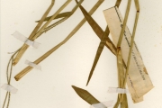 <strong>Poaceae - Axonopus - Axonopus flexuosus (Peter) C.E.Hubb.</strong><br />© hnb