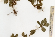 <strong>Rubiaceae - Spermacoce - Richardia scabra L.</strong><br />© hnb