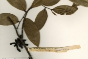 <strong>Annonaceae - Xylopia - Xylopia aethiopica (Dunal) A.Rich.</strong><br />© hnb