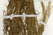 <strong>Poaceae - Digitaria - Digitaria horizontalis Willd.</strong><br />© hnb