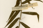 <strong>Flagellariaceae - Flagellaria - Flagellaria guineensis Schumach.</strong><br />© hnb