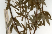 <strong>Rubiaceae - Spermacoce - Spermacoce stachydea DC.</strong><br />© hnb