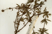 <strong>Rubiaceae - Spermacoce - Spermacoce verticillata L.</strong><br />© hnb