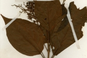 <strong>Verbenaceae - Premna - Premna hispida Benth.</strong><br />© hnb