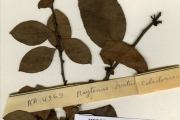 <strong>Celastraceae - Gymnosporia - Gymnosporia buchananii Loes.</strong><br />© hnb