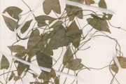<strong>Acanthaceae - Thunbergia - Thunbergia cynanchifolia Benth.</strong><br />© hnb