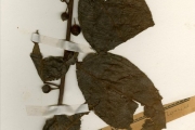 <strong>Moraceae - Ficus - Ficus asperifolia Miq.</strong><br />© hnb