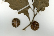 <strong>Solanaceae - Solanum - Solanum macrocarpum (Maxim.) Koidz.</strong><br />© hnb