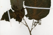 <strong>Urticaceae - Urera - Urera robusta A.Chev.</strong><br />© hnb