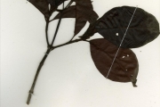 <strong>Rubiaceae - Psychotria - Psychotria articulata (Hiern) E.M.A.Petit</strong><br />© hnb