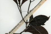<strong>Rubiaceae - Psychotria - Psychotria articulata (Hiern) E.M.A.Petit</strong><br />© hnb