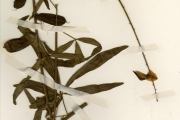 <strong>Leguminosae-Papilionoideae - Crotalaria - Crotalaria pallida Aiton</strong><br />© hnb