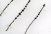 <strong>Scrophulariaceae - Striga - Striga gesnerioides (Willd.) Vatke</strong><br />© hnb