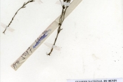 <strong>Scrophulariaceae - Striga - Striga asiatica (L.) Kuntze</strong><br />© hnb