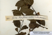 <strong>Celastraceae - Gymnosporia - Gymnosporia buchananii Loes.</strong><br />© hnb